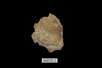 藏品(花紋障泥蛤)的圖片